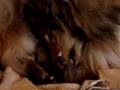 collie-rough-od-Moht