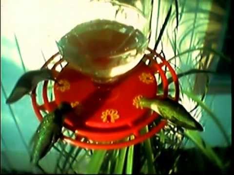 A Texas Hummer Bird & its Swarm, Hummingbirds humming birds