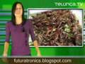 Insectos | Telurica 417