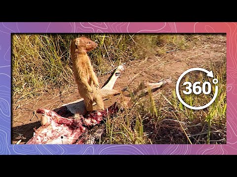 Return to the Meat Locker | Slender Mongoose in 360 5K - YouTube