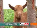 UNA CABRA TARIFEÑA PARE CUATRO CHIVOS UNA CABRA TARIFEÑA PARE CUATRO CHIVOS