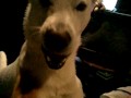 Kishu - Morning