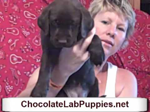 AKC Chocolate Lab Puppy For Sale Female BabyRuth