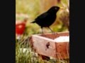 black bird.wmv