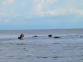Hippos Yawning in Ishango