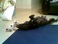 videos de Lucy and ShaoBao Playing