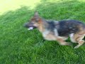 mein hund