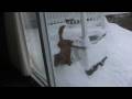 videos de Dogbook Movie: Lucy enjoys the snow