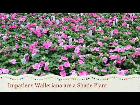 how to care impatiens flower