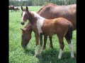 2007 Crop of Skewbald Standardbred Foals 2007 Crop of Skewbald Standardbred Foals