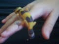 Baby Leopard Gecko, Luna