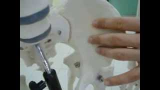 coxae kemik anatomi maket video ders konu anlatımı