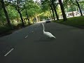 Eskimo helpt zwanen de snelweg over. Deel 3 Eskimo helpt zwanen de snelweg over. Deel 3