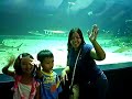 exotic fishes at the manila ocean park exotic fishes at the manila ocean park