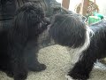 Dasher and Tori Play Time!