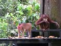 Another monkey comes to eat