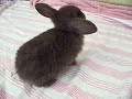 Cute Baby Bunnies!!