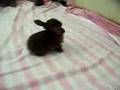 Cute Baby Bunnies!!