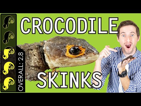 YouTube reptile video
