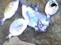 Clip da pesca no Magoito, Sintra