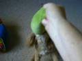 Molly vsTheOlive.avi