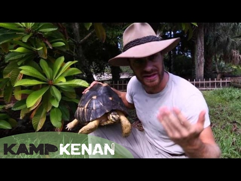 YouTube reptile video