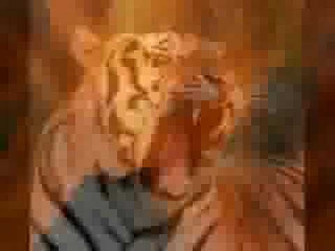 tiger tiger