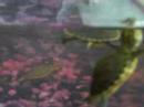 LIttle Turtles