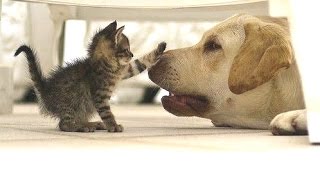 Kittens Annoying Dogs