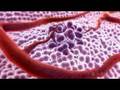 3D Medical Animation - What is Cancer? - YouTube