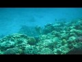 Snorking in Red Sea. Naama Bay and Reef Beach Egypt april 2010