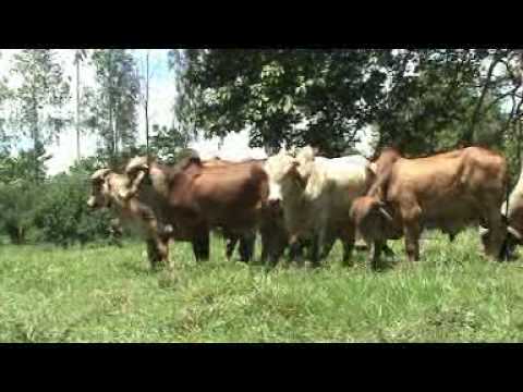 Ganadería El Recreo - Toretes GYR disponibles para la venta