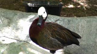 White-Faced Duck, LAZoo (2-Pak) LA Zoo, 720p HD sample of 1080p raw footage