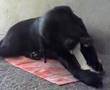 videos de Gastão Augusto 