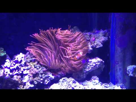 how to care for rbta
