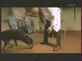 chien narcoleptique chien narcoleptique