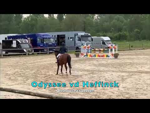 Odyssee vd Heffinck - on show last summer