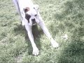 White Boxer Dog - 3 year old adopted white boxer dog White Boxer Dog - 3 year old adopted white boxer dog