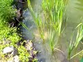 spawning koi part 2