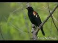 as performed by appalachian tradition back in the mid-90's.  

tracey rohrbaugh - mandolin
bob 