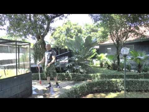 YouTube reptile video