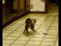 Insane cat vs. Robo mouse