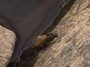 Mayfly emerges