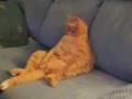 Garfield is real