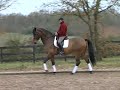 PLR Patrick LE ROLLAND - Leçon 2/6 Dressage Cheval Horse