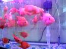 Fish training 2 Fish training 2