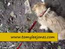 Tomy Lee Jones