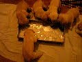 labradorci labradorci