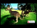Qantas Holidays