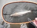 Fly Fishing for Bull Trout and Whitefish - foto 3